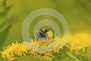 Plasterer bee with huge corbicula filled with goldenrod pollen