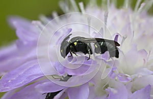 Plasterer bee, Hylaeus on field scabious