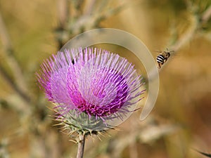 A Plasterer Bee Striped and a Purple Thistle Flower