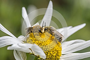 Plasterer Bees Facing Each Other on Oxeye Daisy