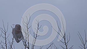 Plastic bag bag from supermarket hangs on tree branches. Gone with wind