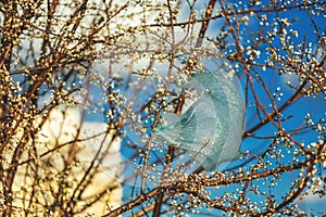 Plastic bag on blooming cherry tree