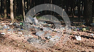 Plastic bag and bottles, rubbish in polluted grass and dry leaves