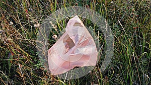 A plastic bag caught on a bush. Ecological catastrophy