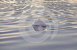 A plastic bag floated in the water