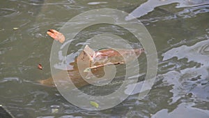 This plastic bag floats for a long time in the pond