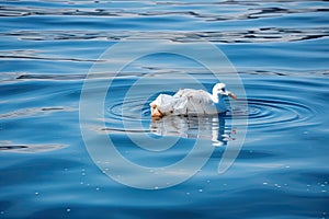 plastic bag floats on the surface of still ocean, with seagull in the background