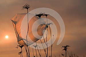 The plastic bag flutters on a dried plant