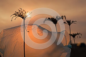 The plastic bag flutters on a dried plant