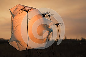 The plastic bag flutters on a dried plant