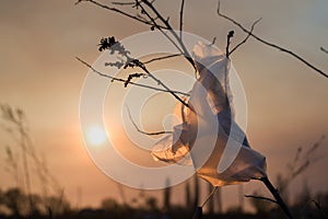 The plastic bag flutters on a dried plant