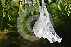Plastic bag hanging on branch of spruce tree. Pollution garbage in forest.