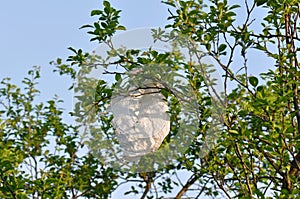 Plastic bag hanging of a tree branch.