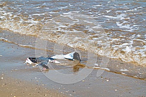 Plastic bag on the ocean shore environmental pollution concept