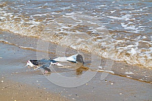 Plastic bag on the ocean shore environmental pollution, global problem