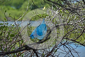 El plastico bolsa contaminación 