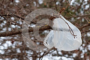 Plastic bag on tree branch