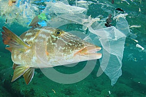 Plastic pollutes the sea with fish photo