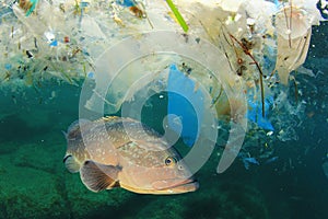 Plastic pollutes the sea with fish photo