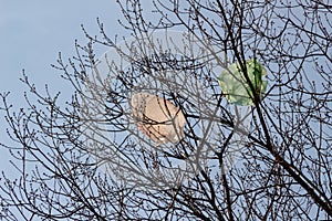 Plastic bags caught in dead tree. Environmental pollution