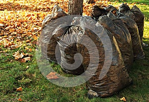 Plastic bags for cleaning leaves on the streets. Plastic clogging the environment. Ecology of living space