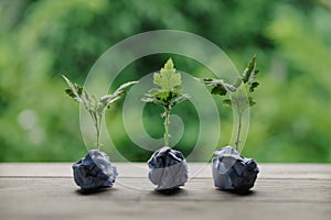 Plastic bags and plastic bottles reused as containers for growing plants. Green tree on plastic bottle. Decoration by using old
