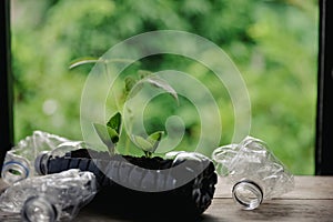 Plastic bags and plastic bottles reused as containers for growing plants. Green tree on plastic bottle. Decoration by using old