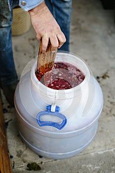 A plastic barrel with crushed grapes. The process of making wine