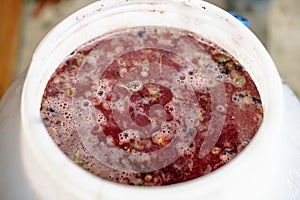 A plastic barrel with crushed grapes. The process of making wine