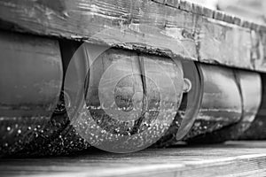 The bottom of the Sea-tinged clams