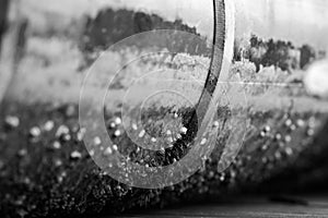 The bottom of the Sea-tinged clams