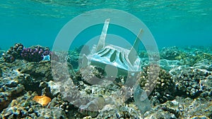 Plastic beach chair and other plastic trash on a tropical coral reef on shallow water. Plastic pollution on coral reef of the Ocea