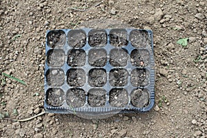 Plastic black cornets with soil for seedlings