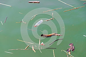 Plastic bottle and debris floating on water