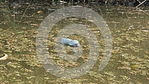 Plastic bottle floats on current in the coastal area in the delta Danube river. Plastic pollution