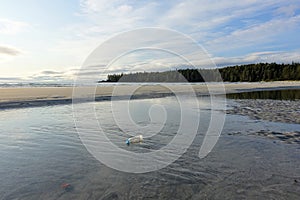 A plastic bottle lying on the sand. ocean waste that has washed ashore on the west coast of Vancouver Island