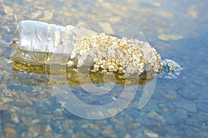 Plastic bottle in the sea, acquired cockleshells