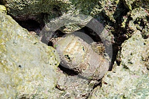 Plastic bottle stucked between coral rocks for long time