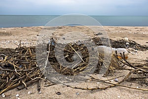 Plastic bottles and reeds on the sand. Sea shore. Garbage on the beach. Environmental pollution
