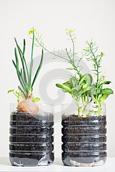 Plastic bottles water DIY for planting vegetable