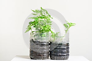 Plastic bottles water DIY for planting vegetables plant