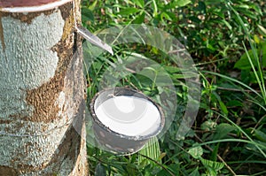 Plastic bowl with natural rubber latex tapped or extracted from rubber tree in rubber plantation in south of Thailand. Concept of
