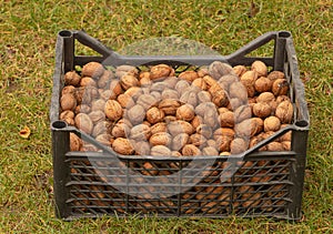 A plastic box filled with nuts. The benefits of walnuts