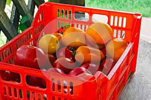 plastic box full of fresh ripe organic tomato on wooden gazebo floor