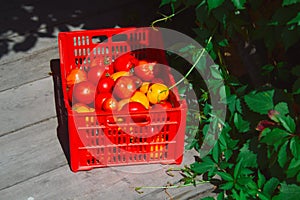 plastic box full of fresh ripe organic tomato on wooden gazebo floor