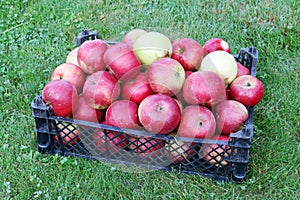Plastic box with red autumn apples on a green garden lawn