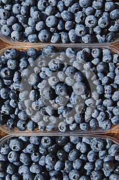 Plastic boxes with blueberries  at the market place on a sunny day.