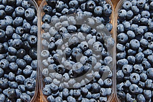 Plastic boxes with blueberries  at the market place on a sunny day.