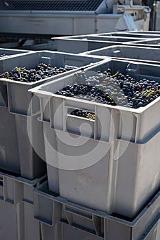 Plastic boxes with grapes, harvest works in Saint-Emilion wine making region on right bank of Bordeaux, picking, sorting with