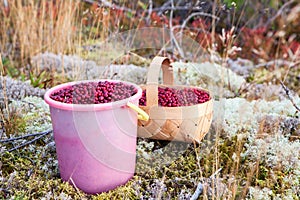 Plastic bucket and basket full of red cranberry on a moss in the Karelian woods, Russia